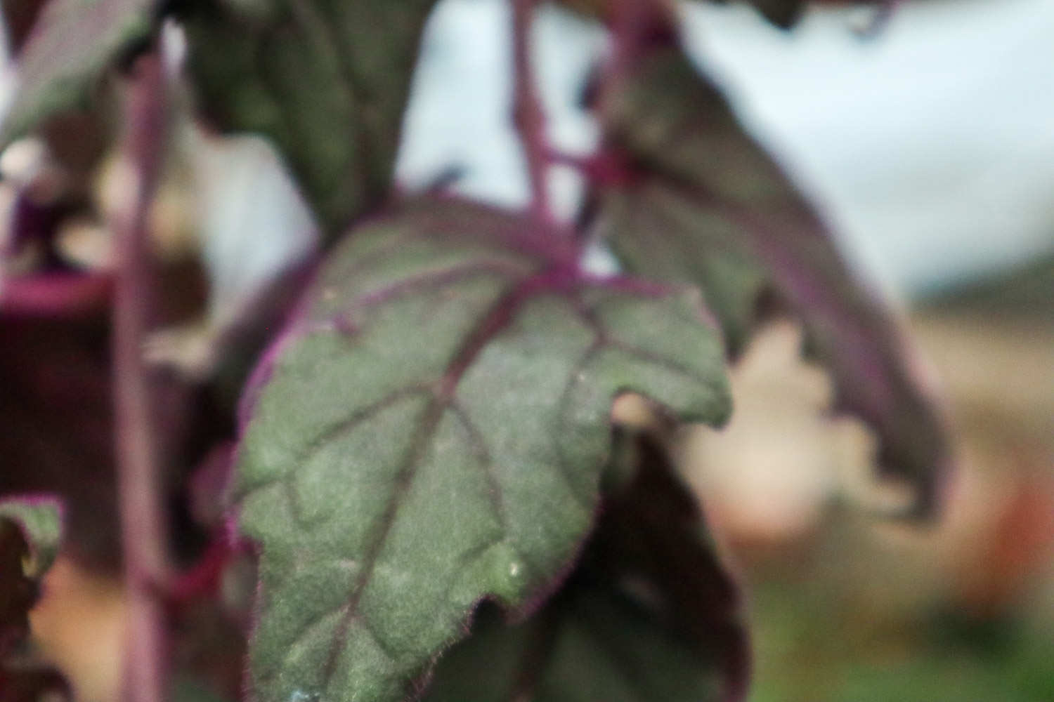 植物