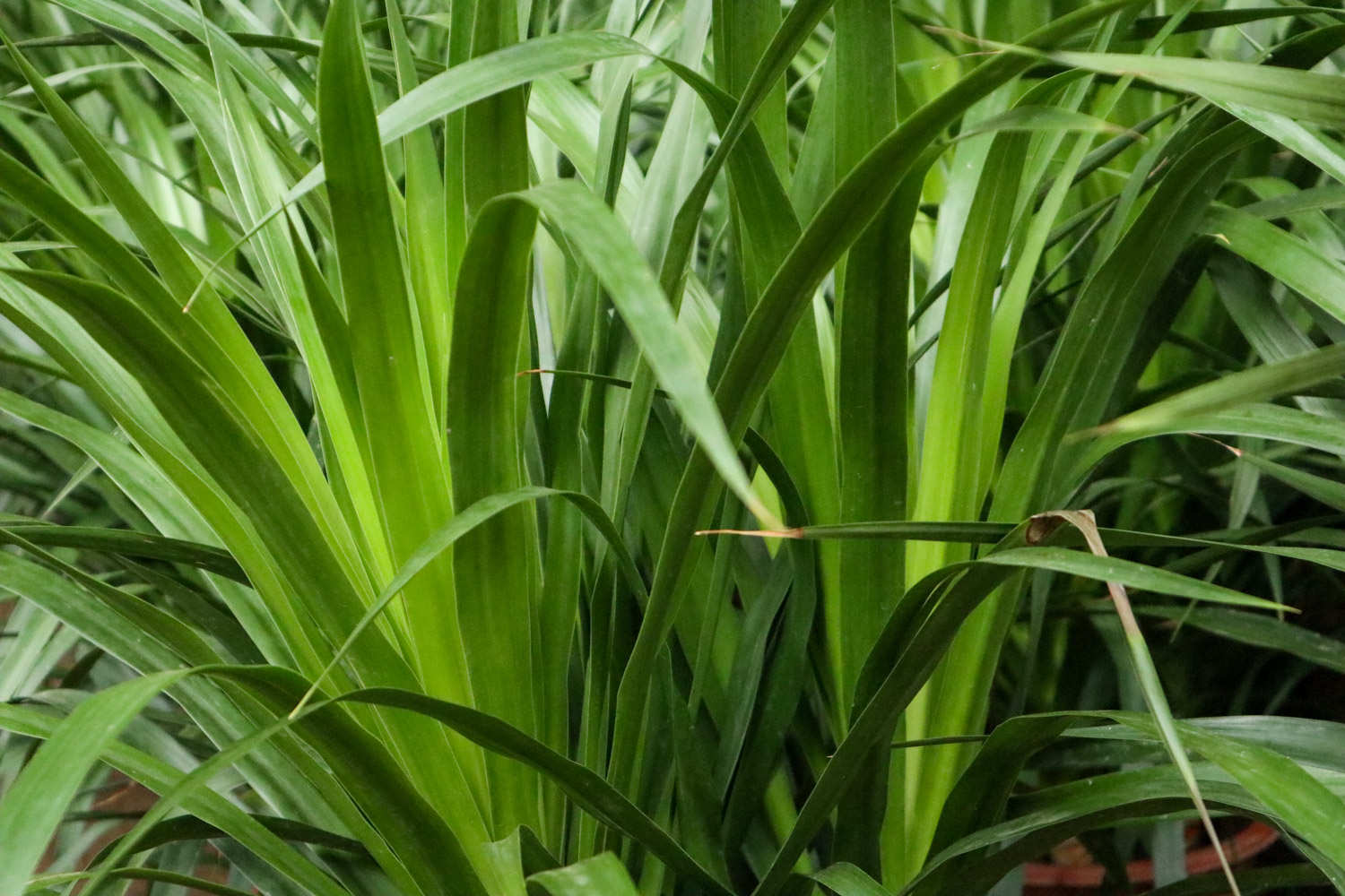 植物