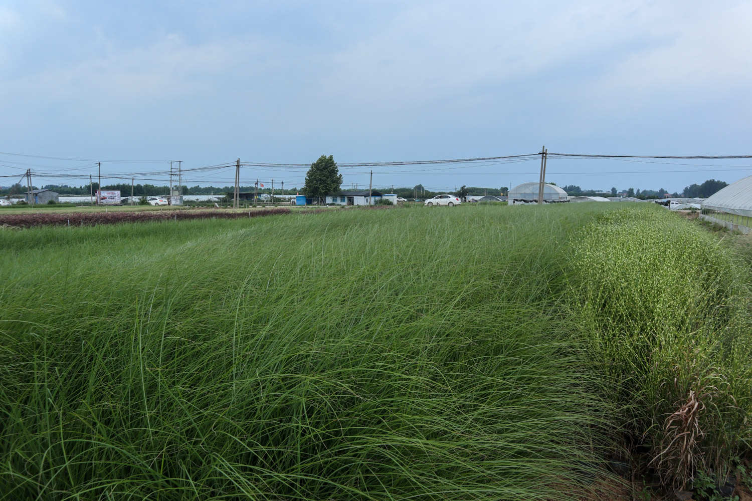 植物