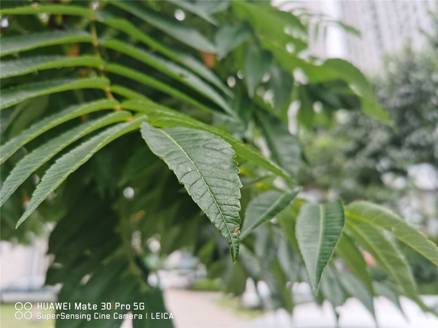 火炬花
