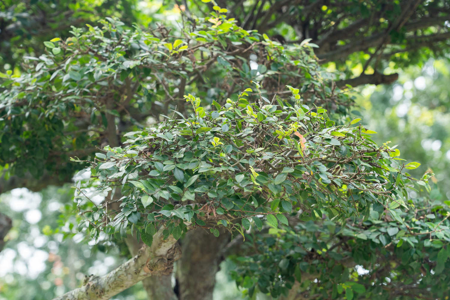 小叶榔榆
