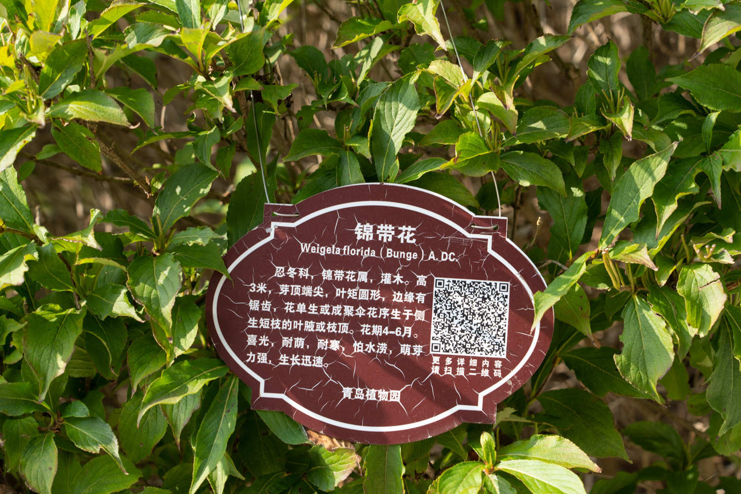 锦带花