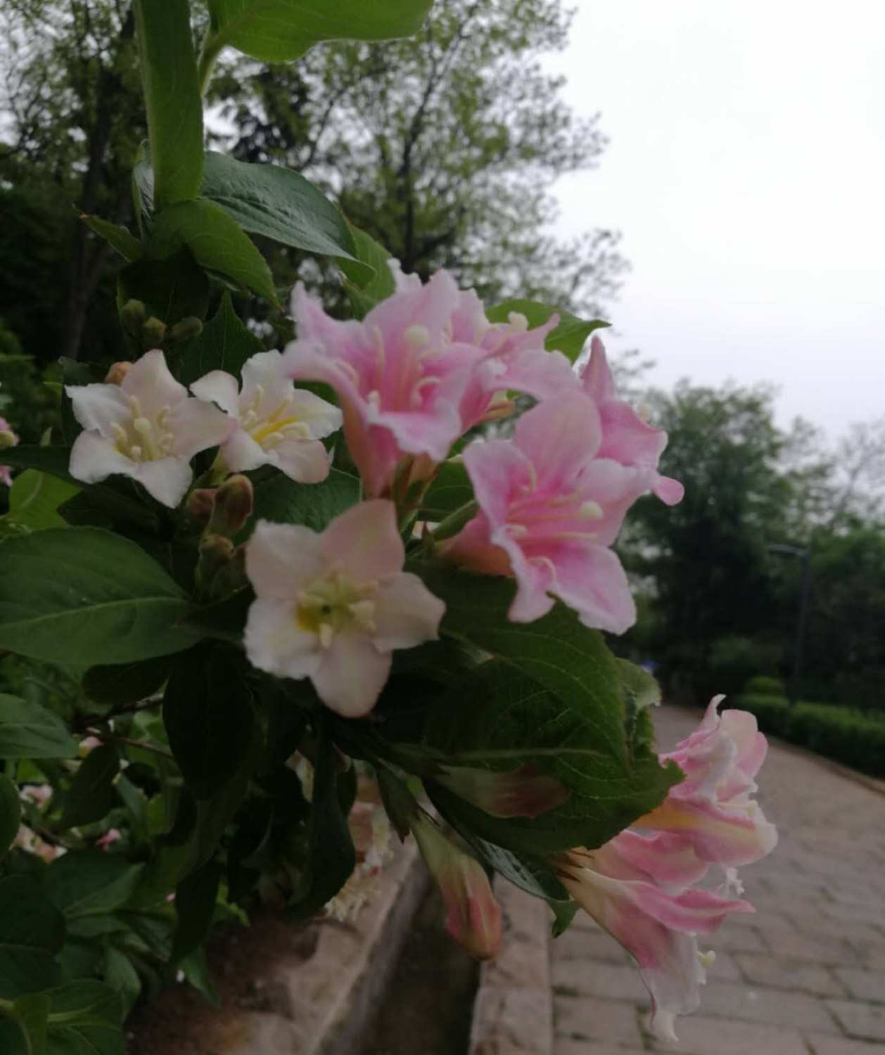 锦带花