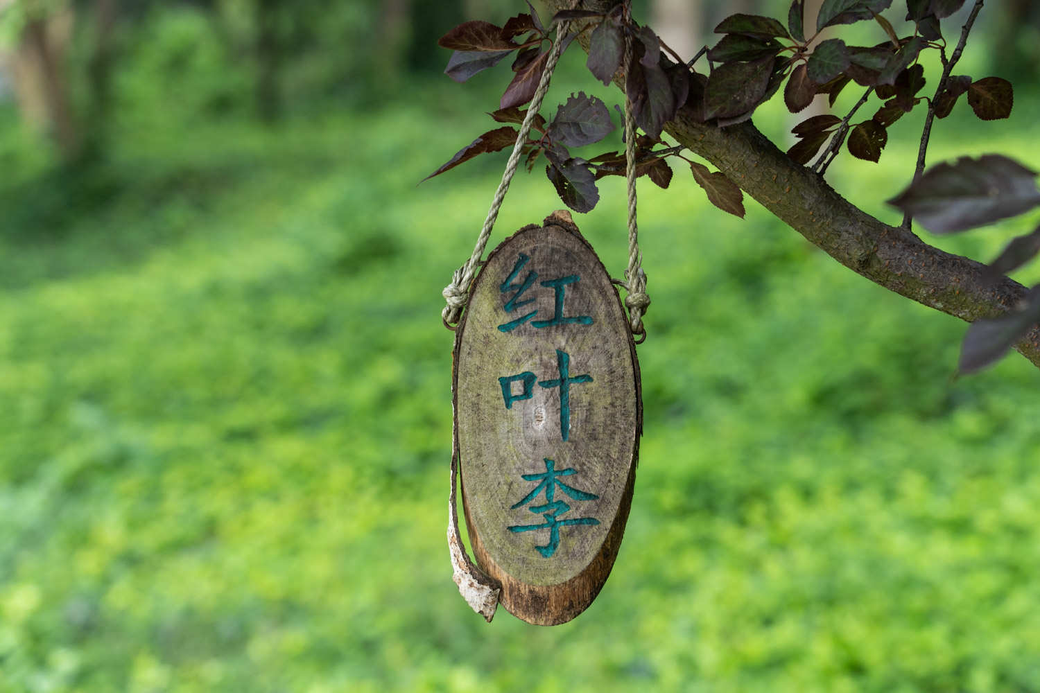红叶李