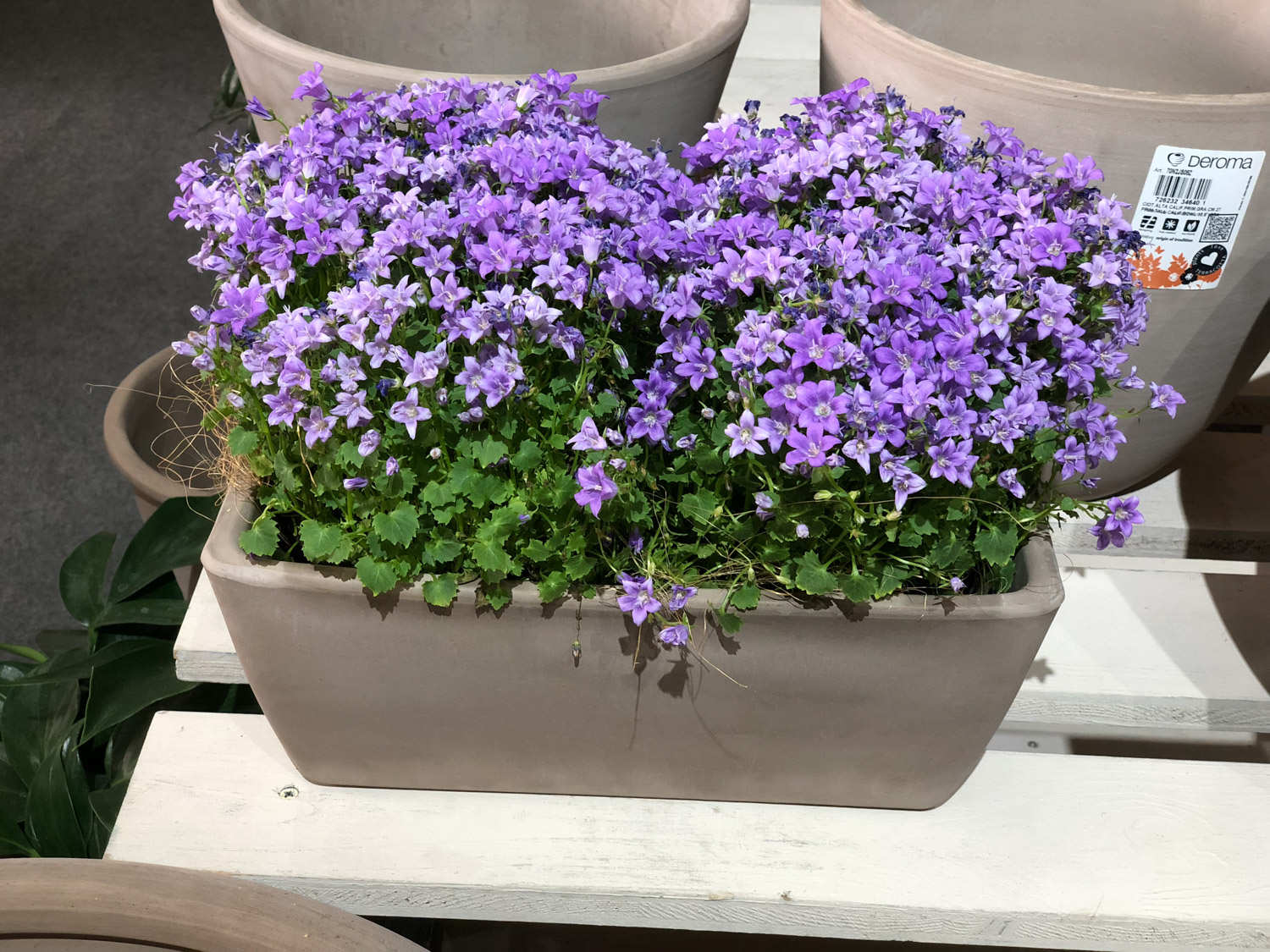 花卉