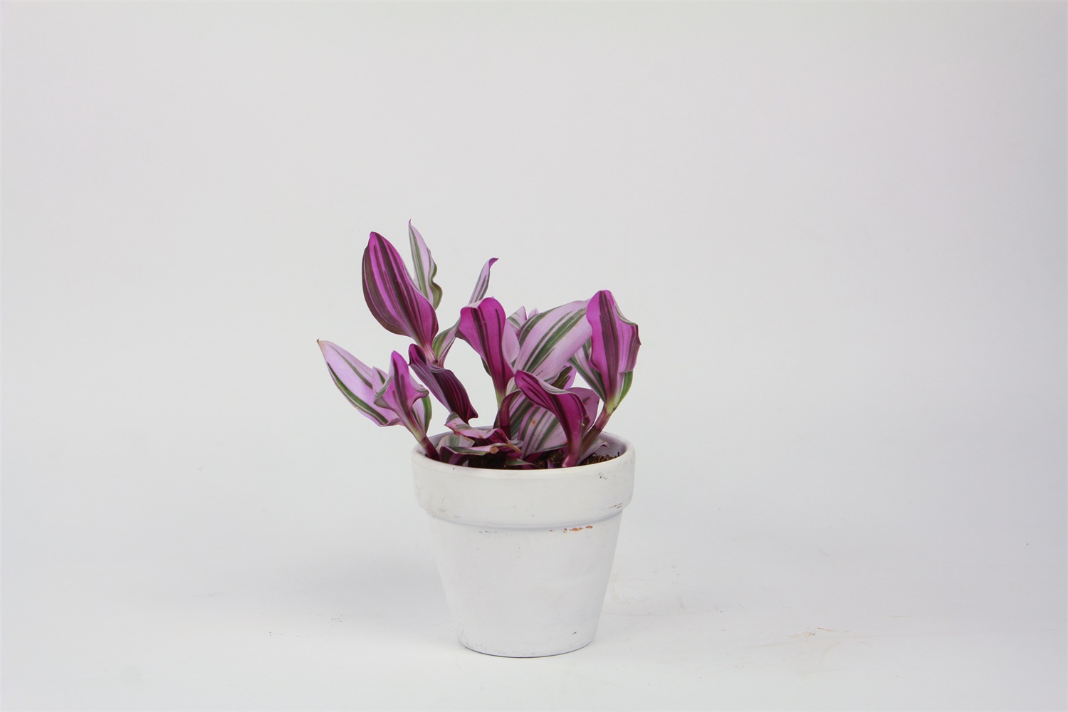 油画花