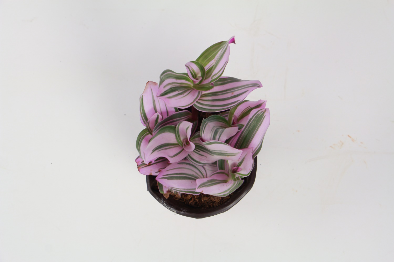 油画花