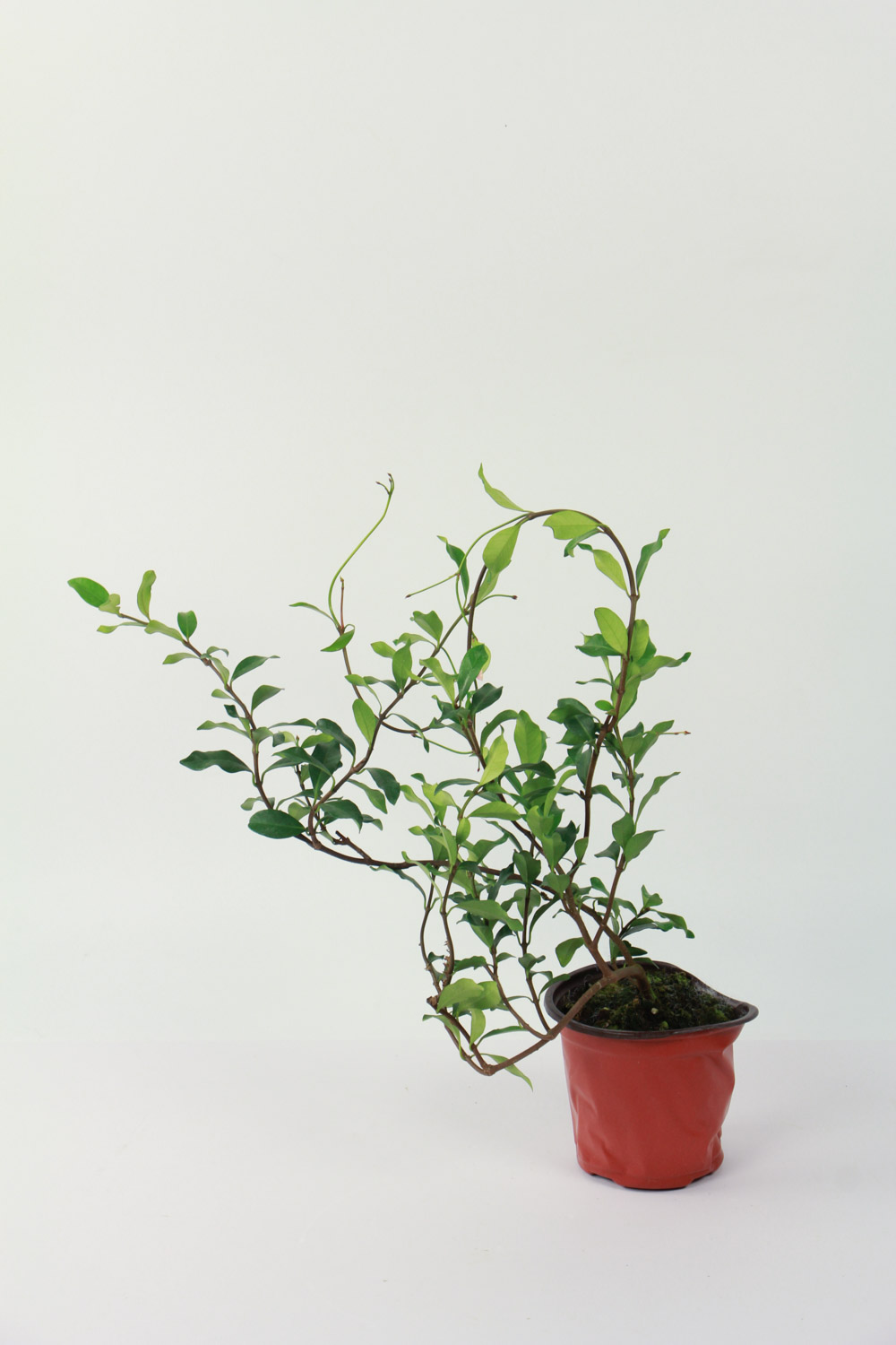 风车茉莉