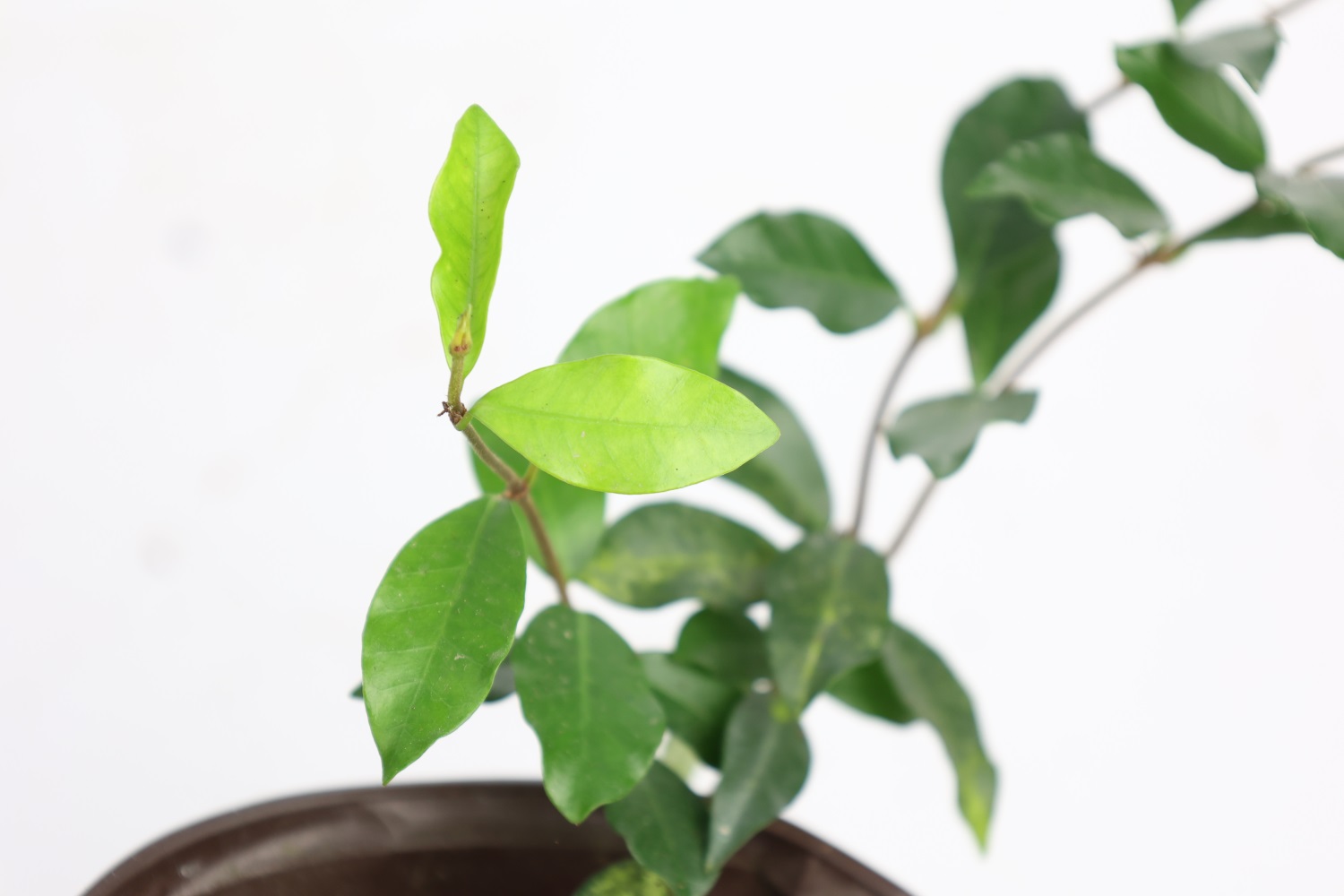 风车茉莉