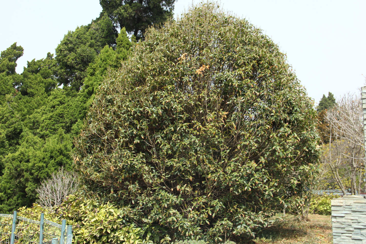桂花 桂花