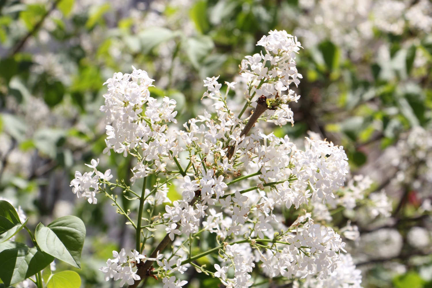 丁香花