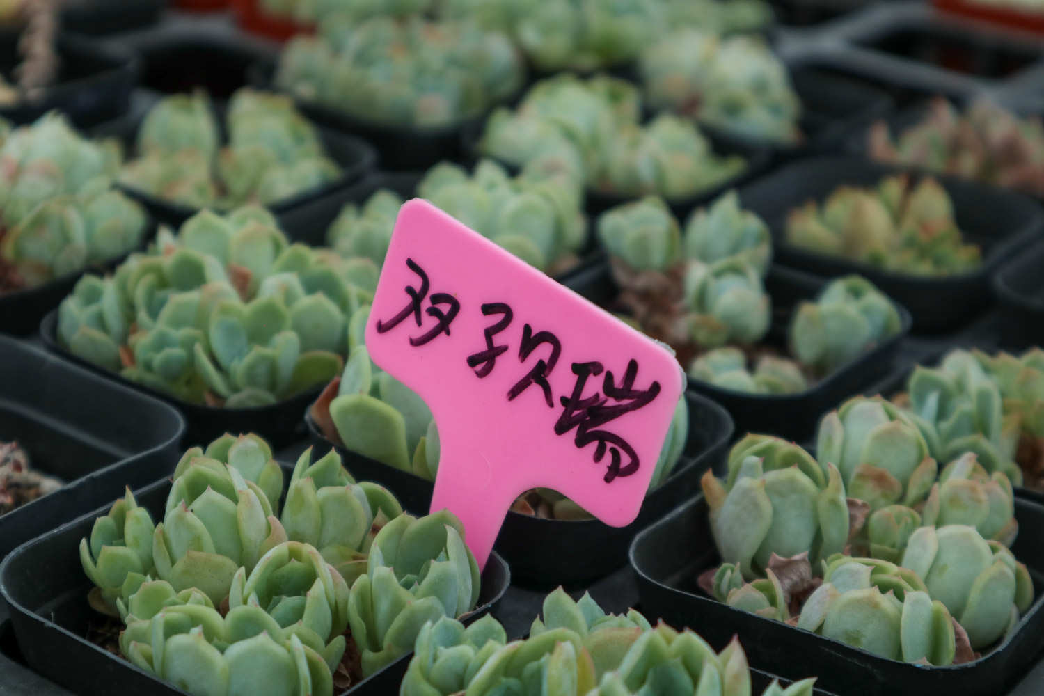 双子贝瑞