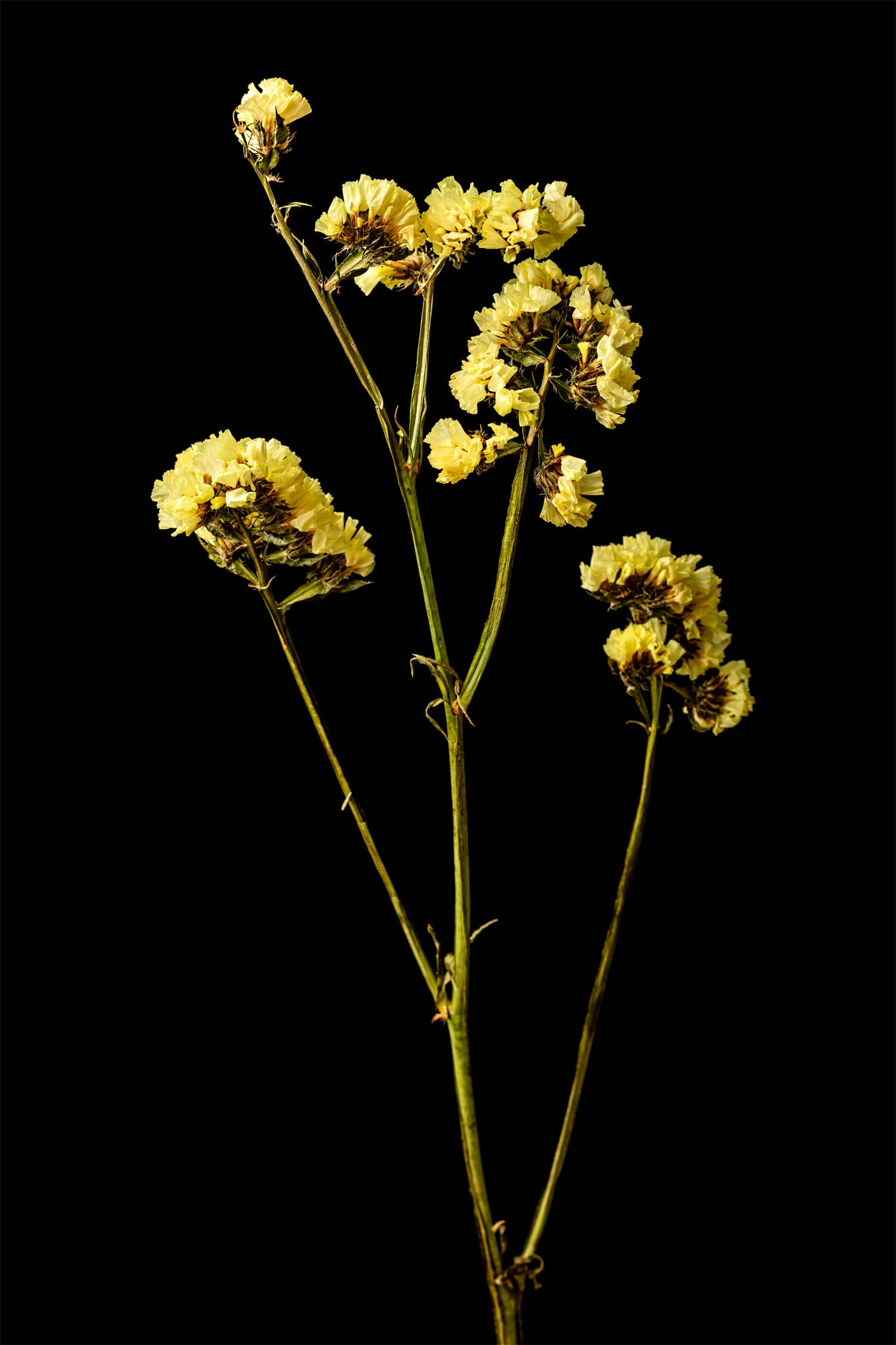 干花