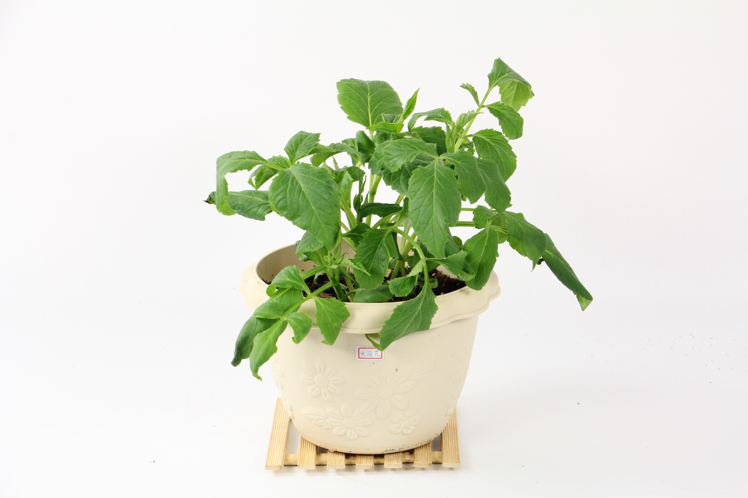 大丽花
