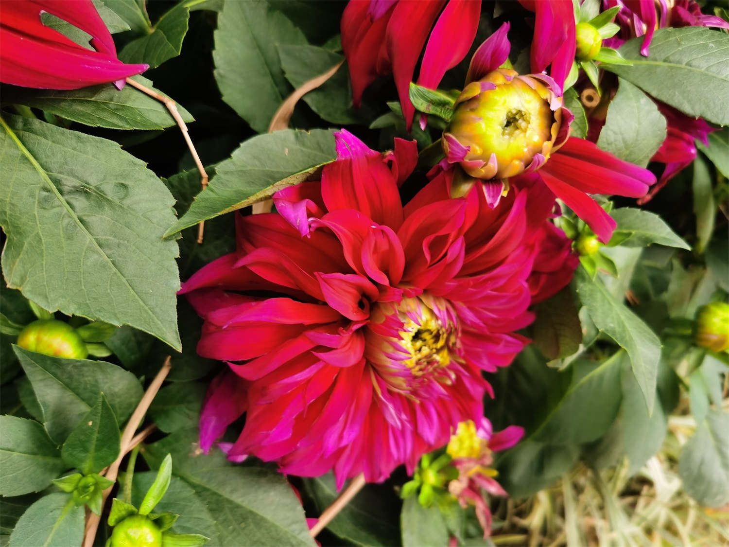 大丽花