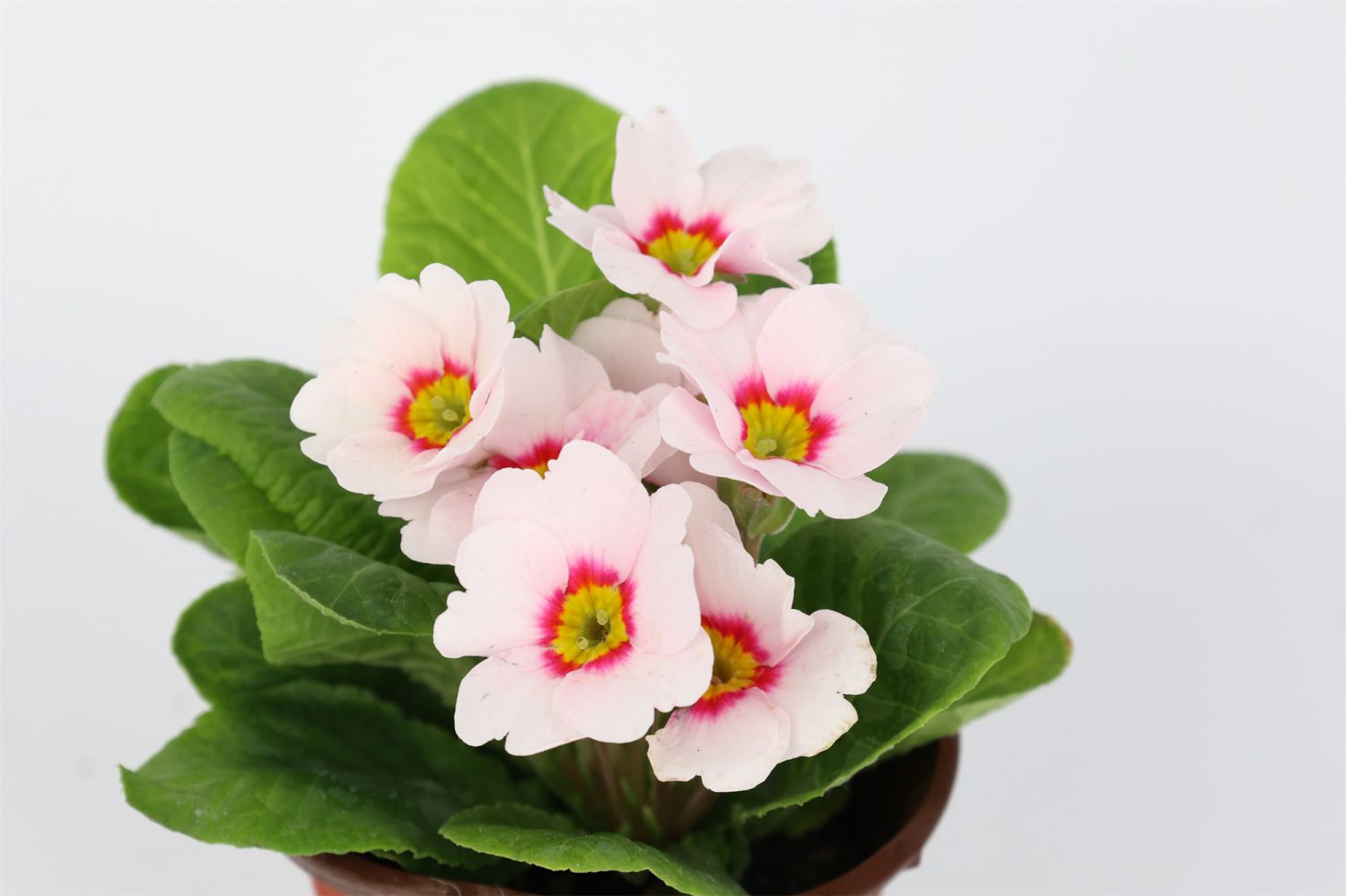 报春花