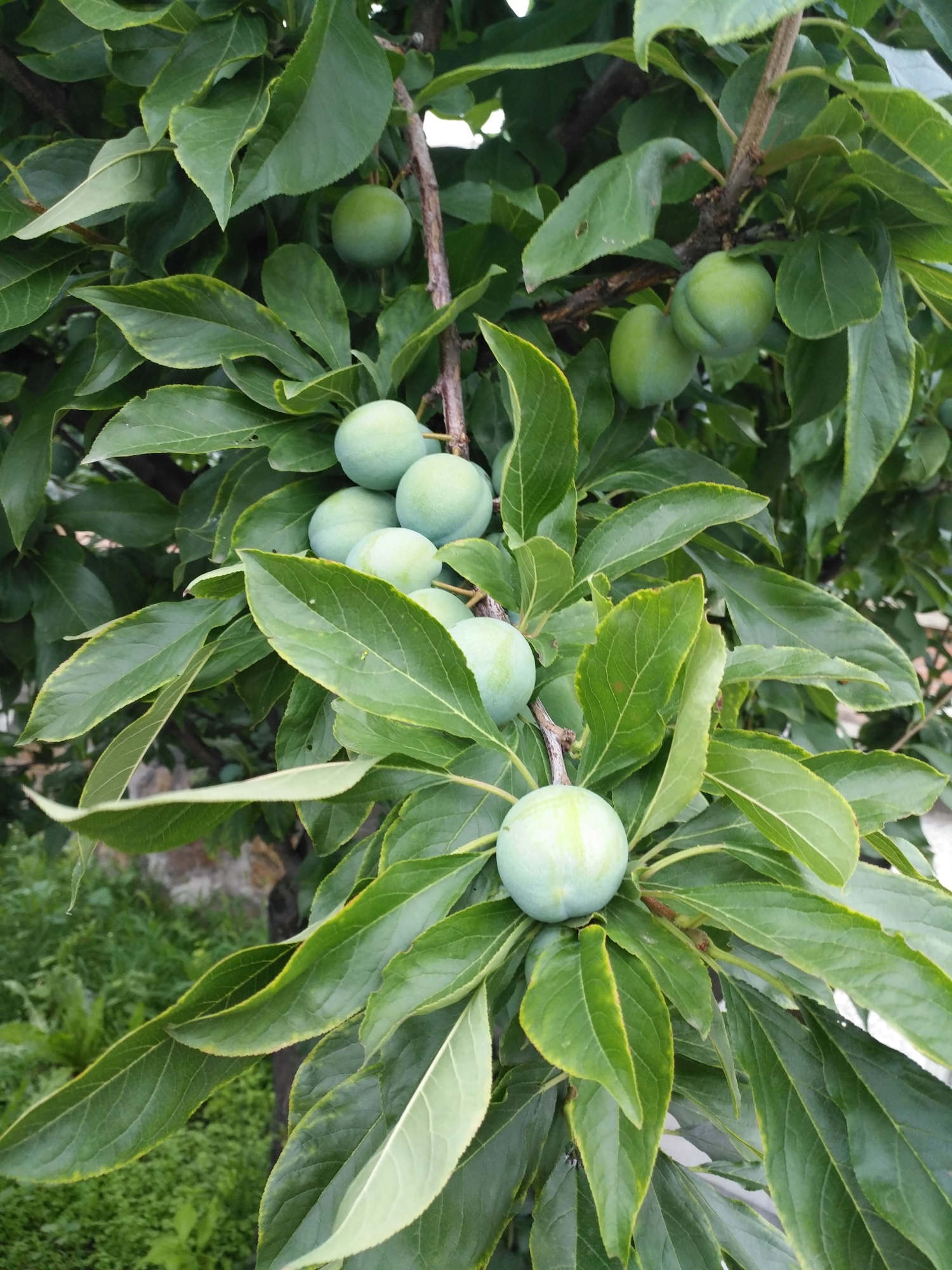 李子树