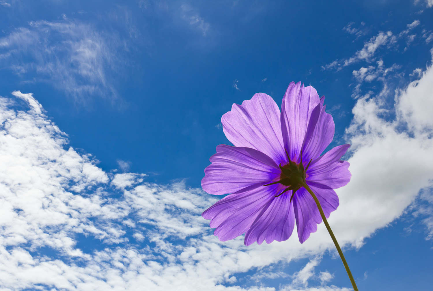 格桑花