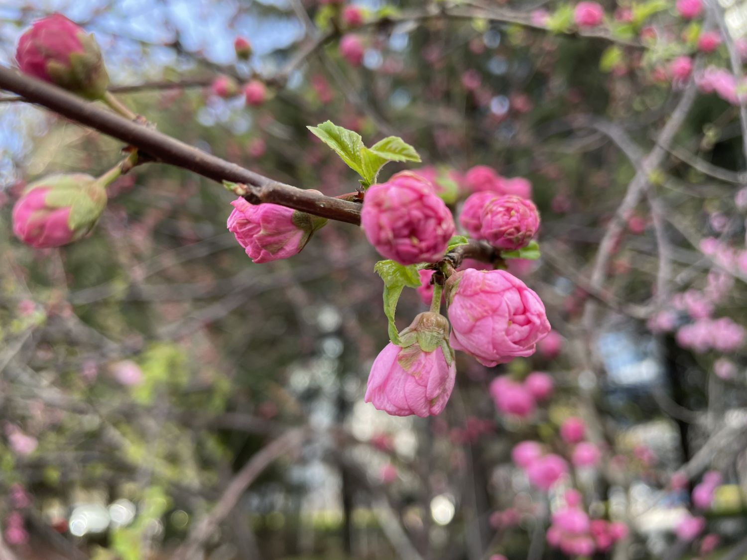 榆叶梅