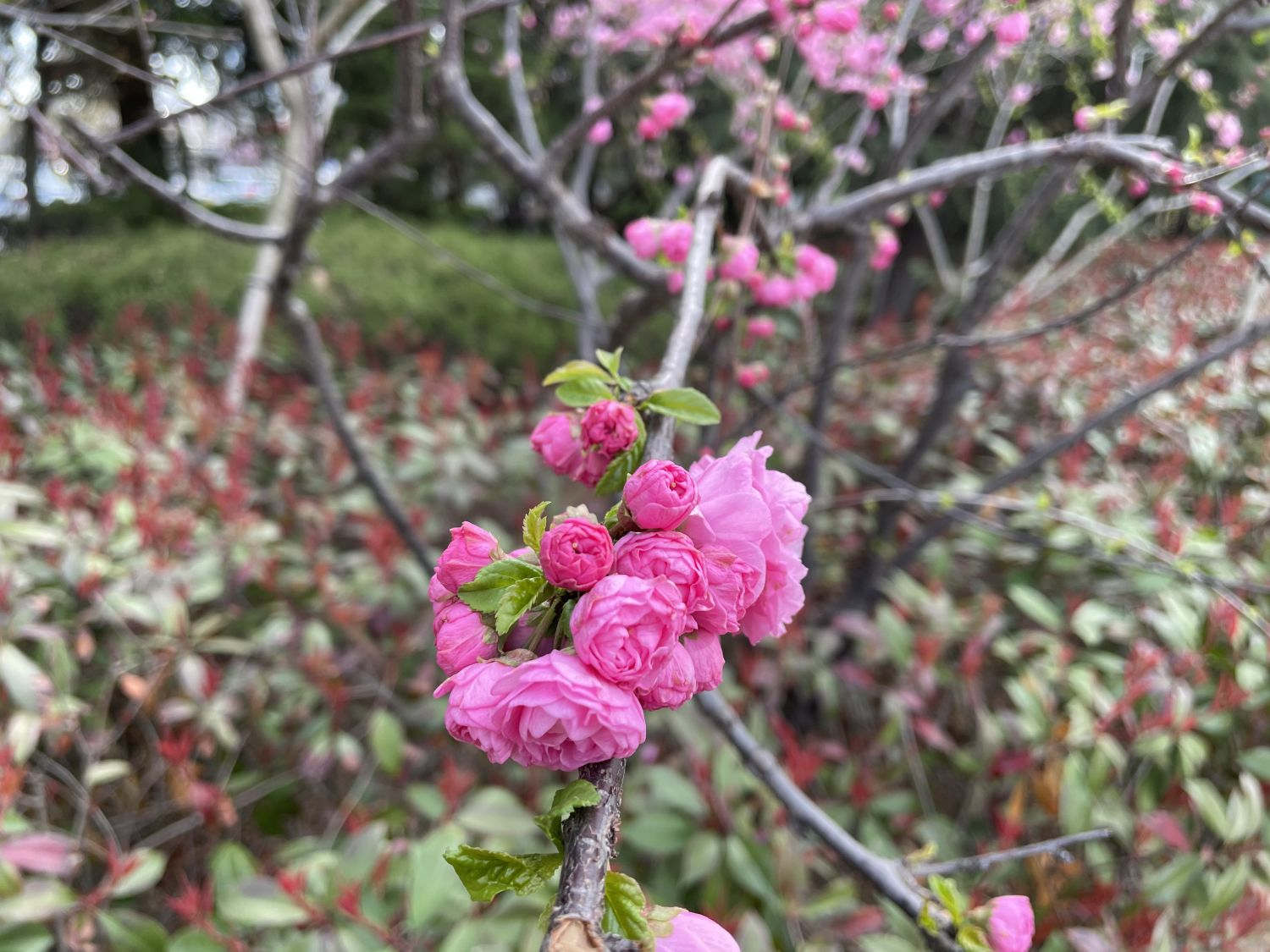 榆叶梅