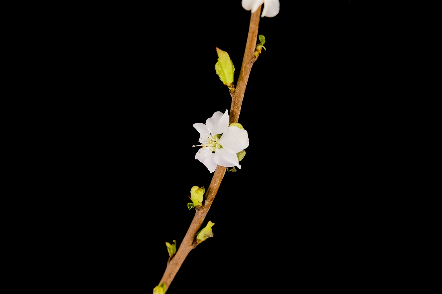 樱桃