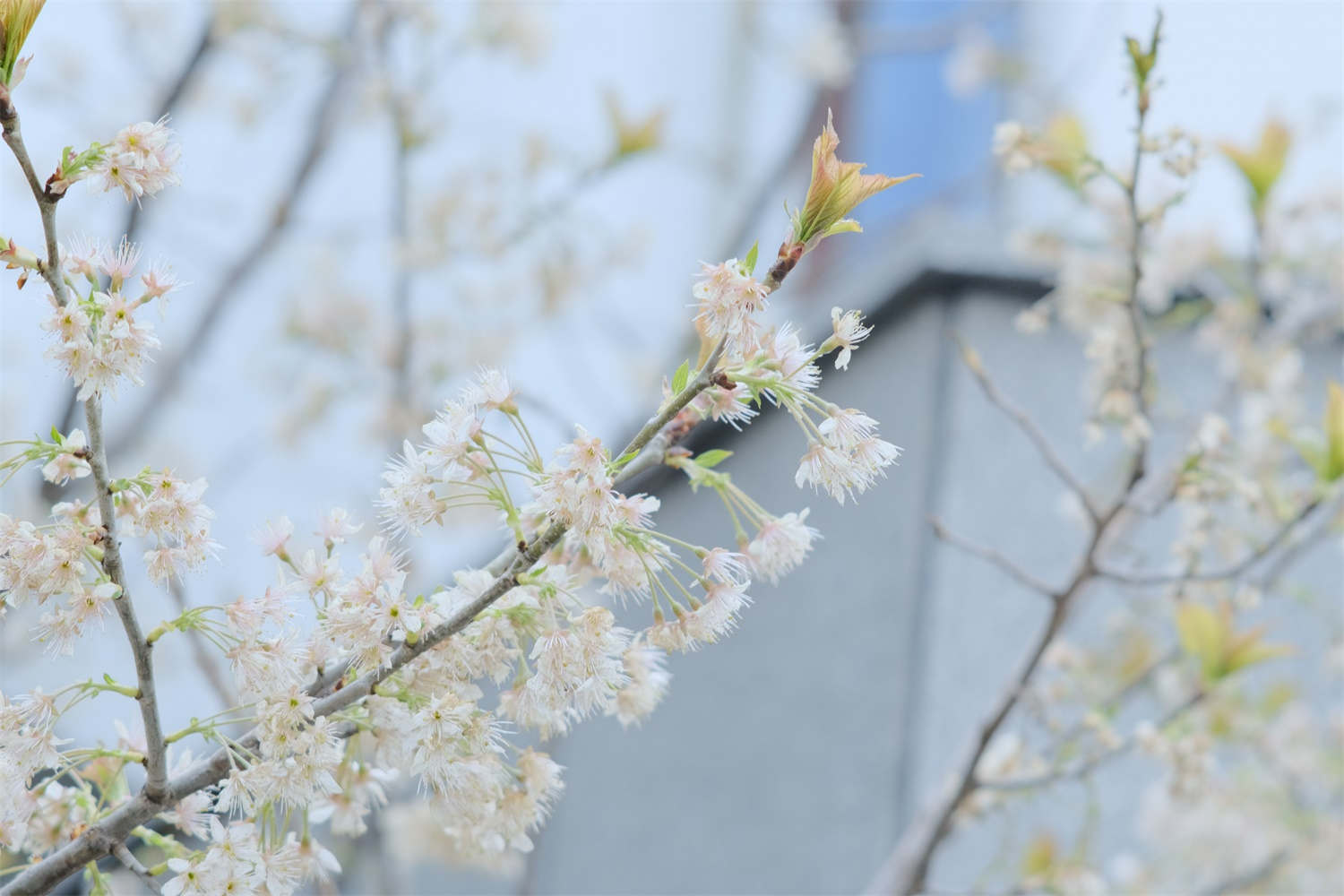 樱桃树