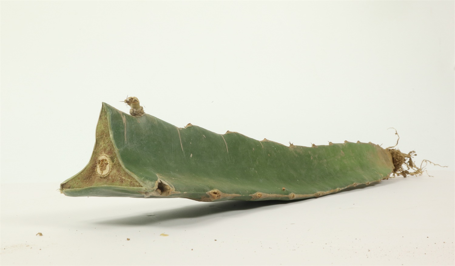 火龙果