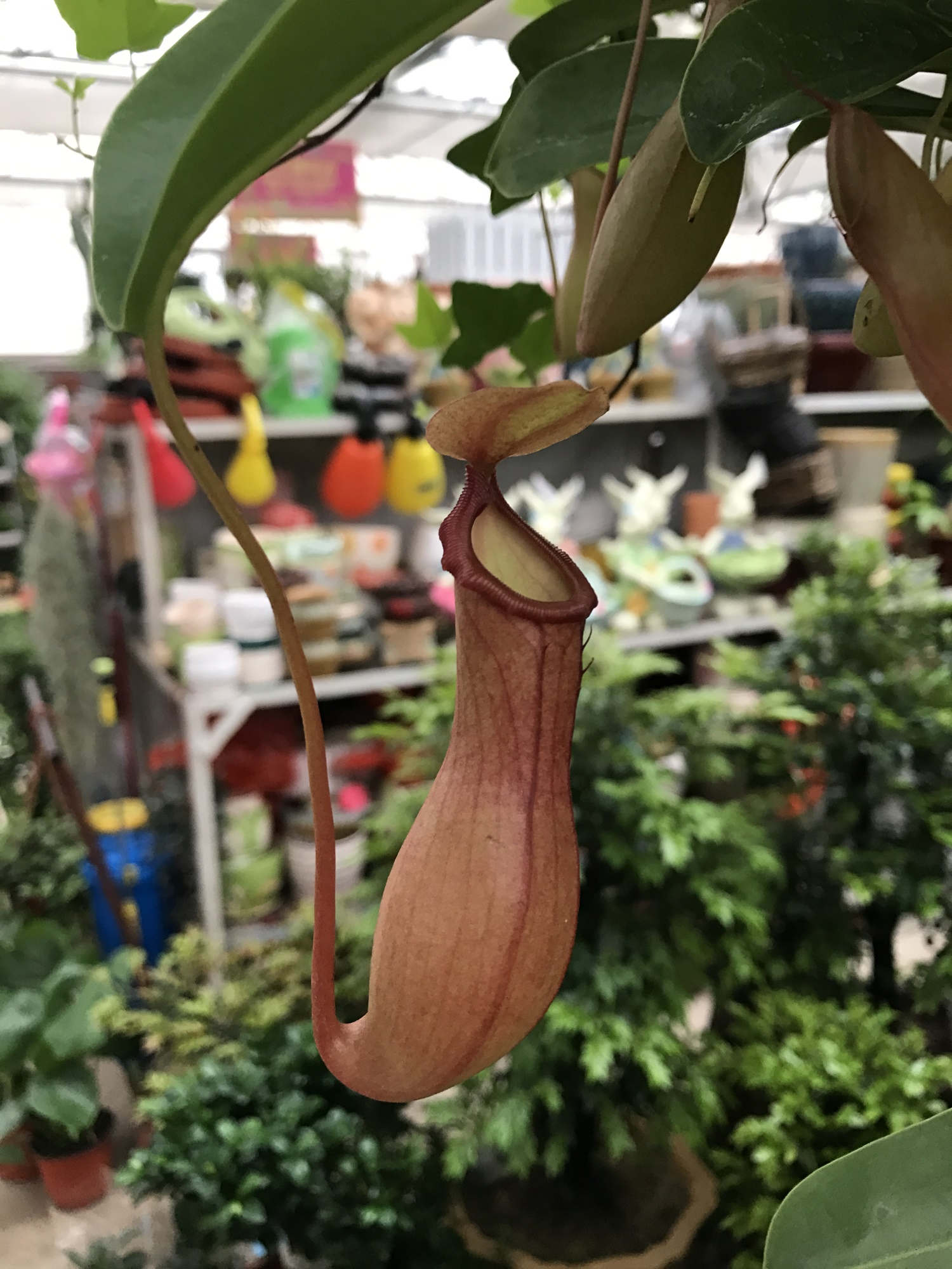 猪笼草
