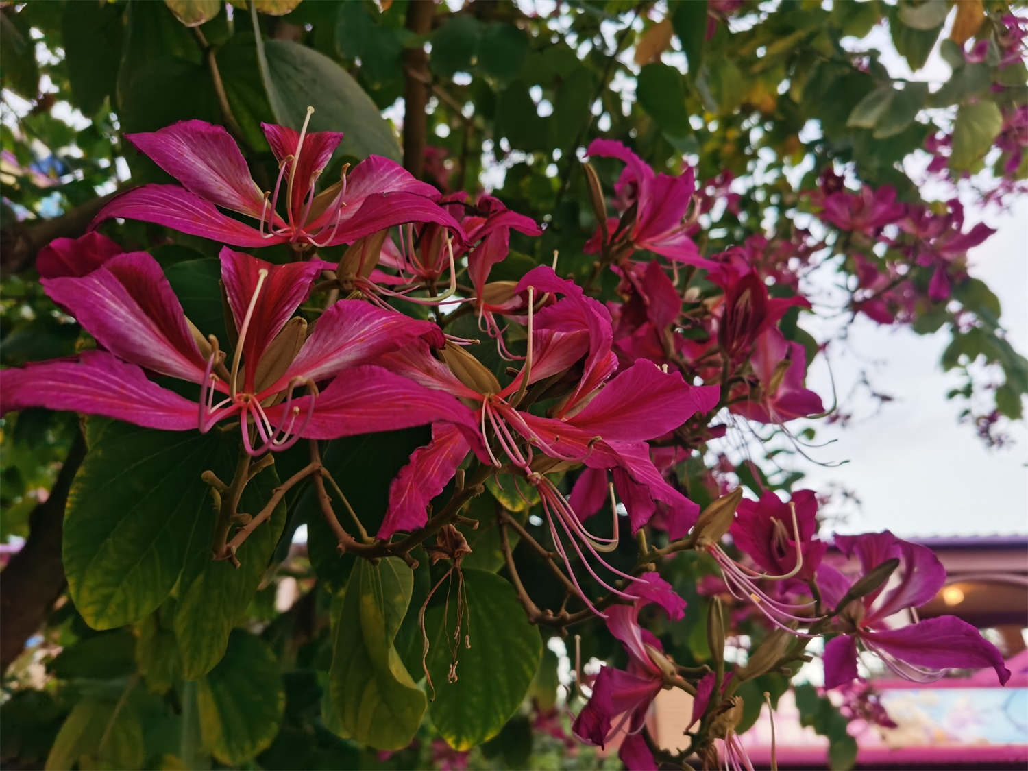 羊蹄甲