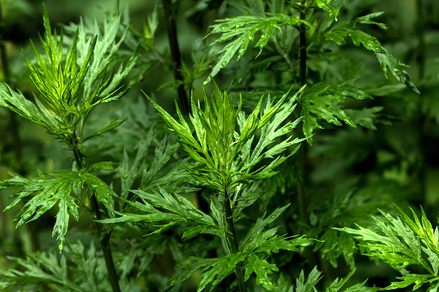 艾草 艾草
