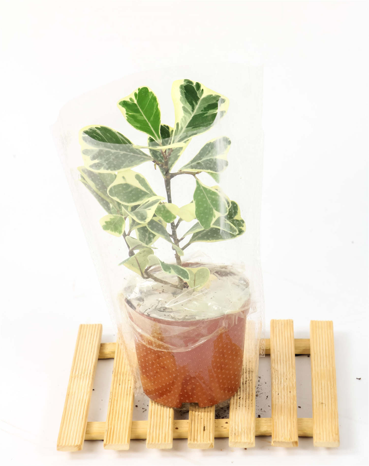 花叶三角榕