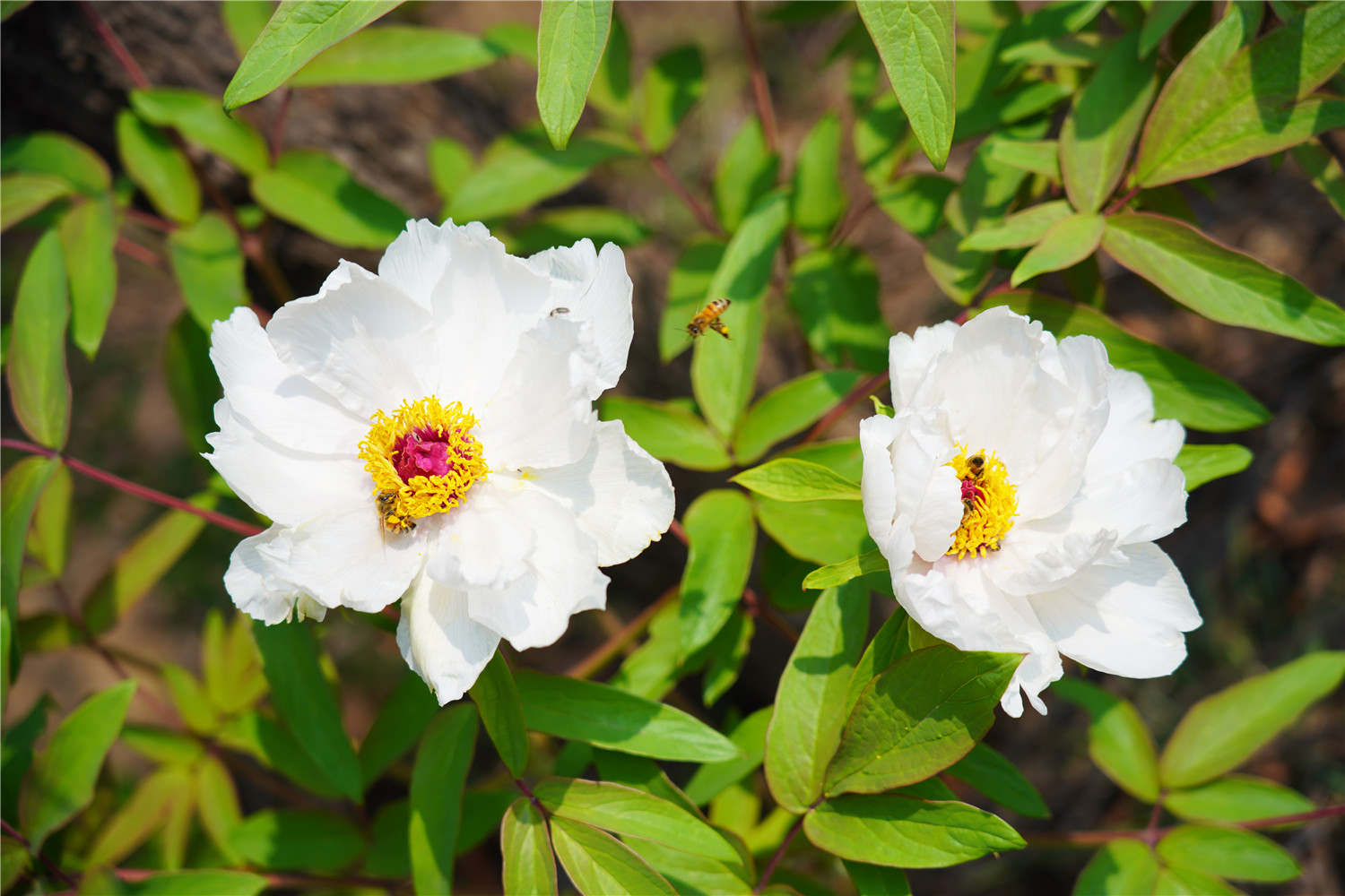 芍药