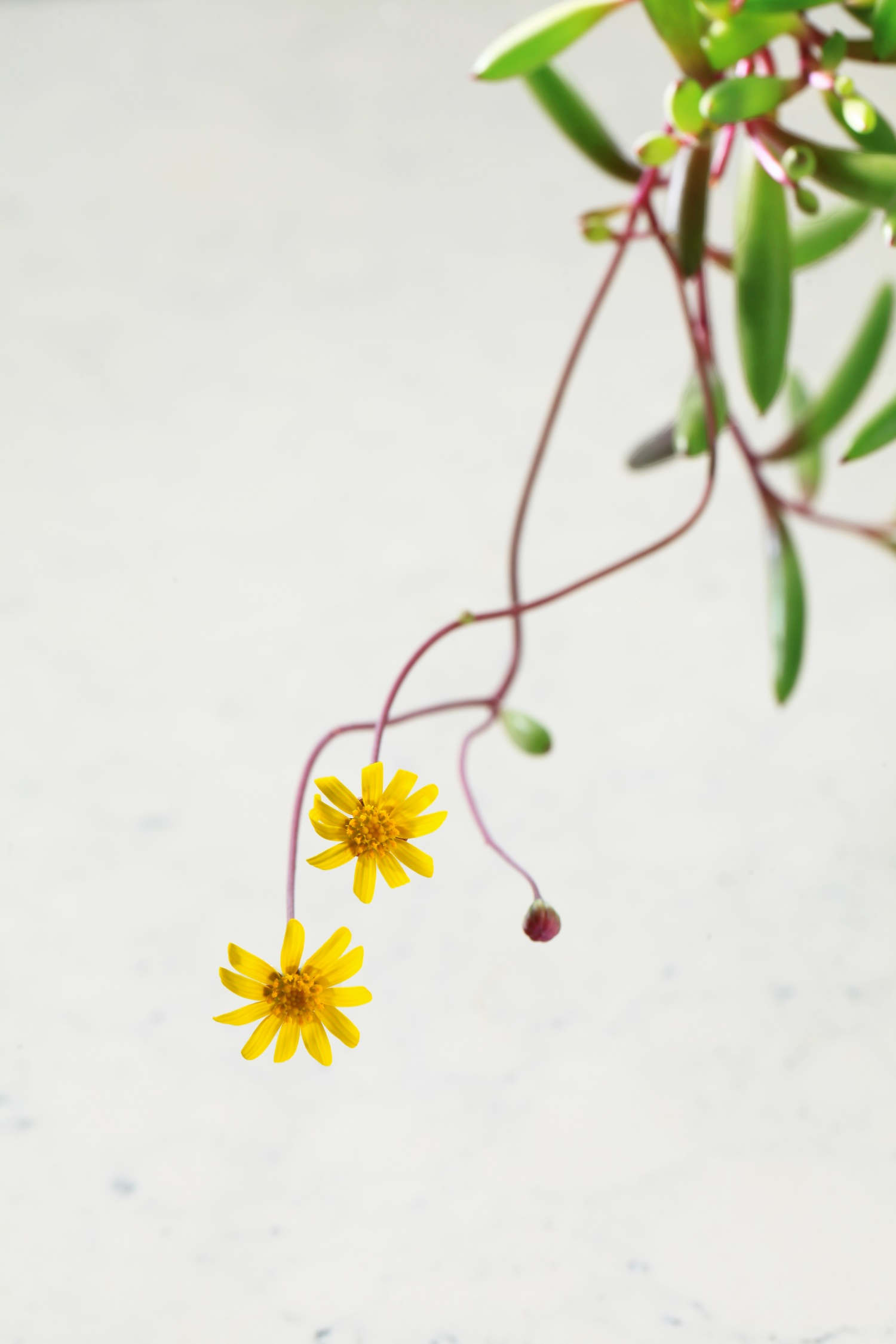 紫玄月