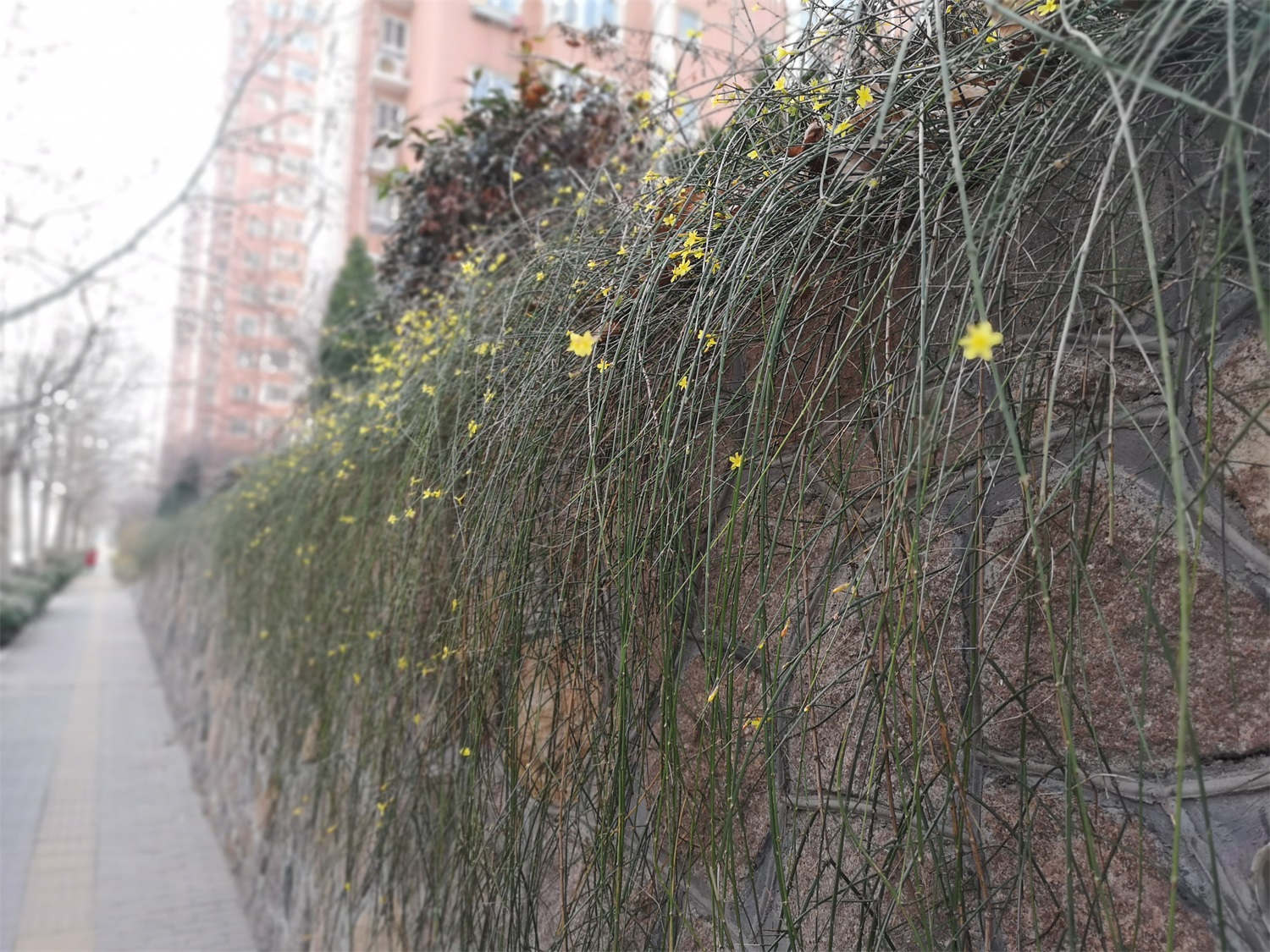 迎春花