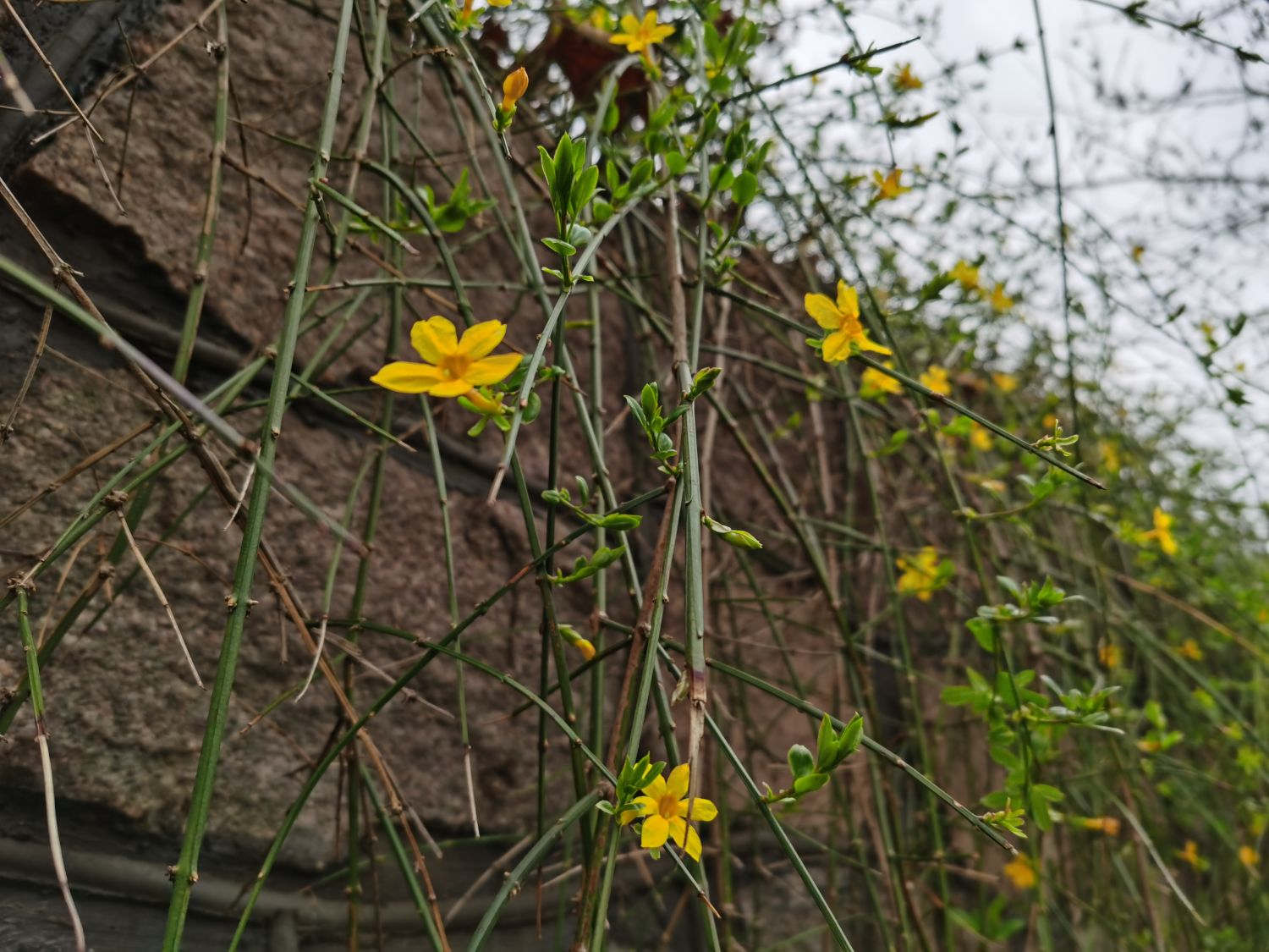 迎春花