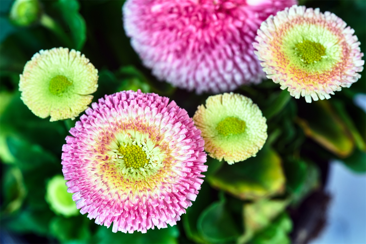 雏菊