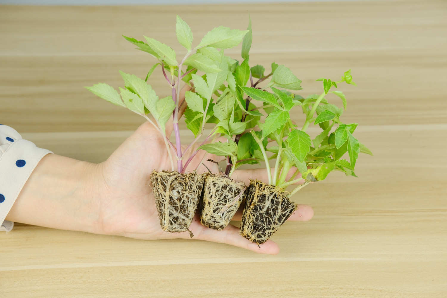 小丽花