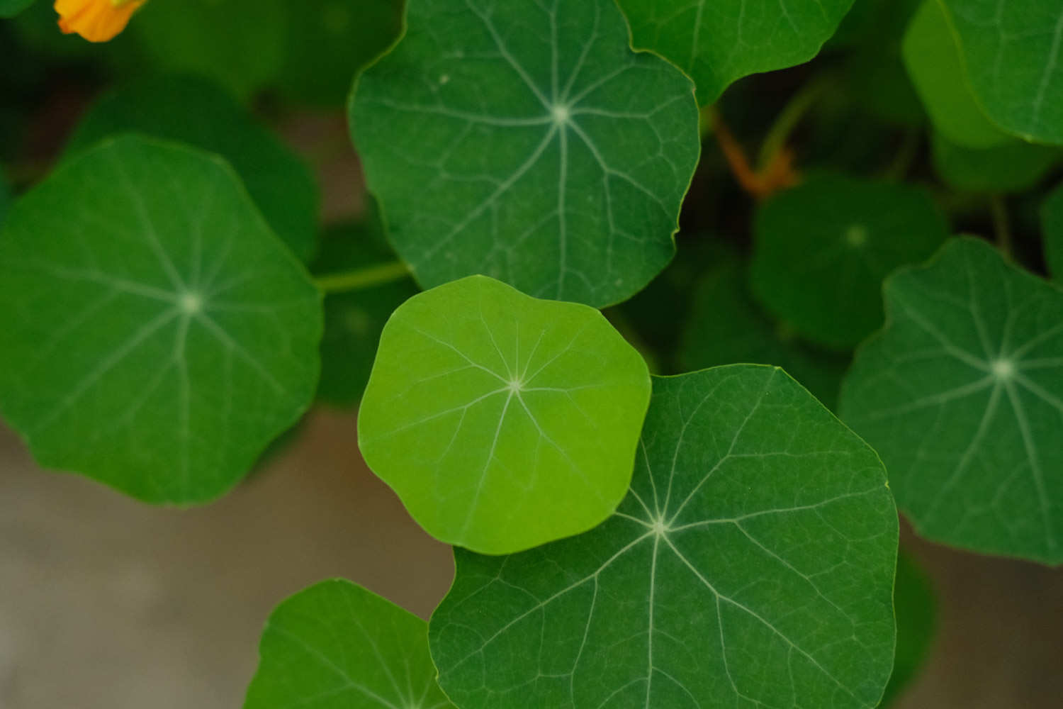 旱金莲 旱金莲