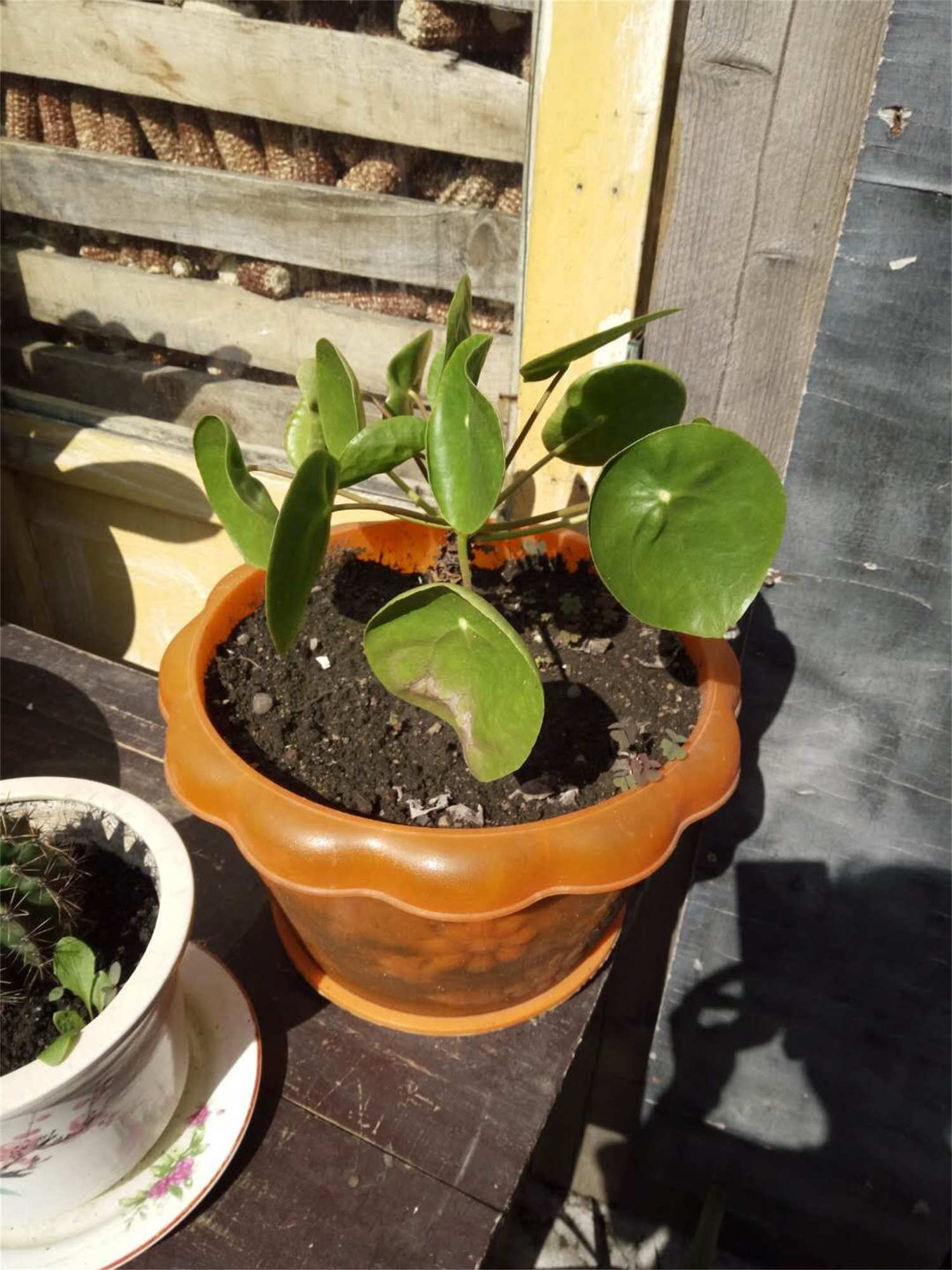 镜面草