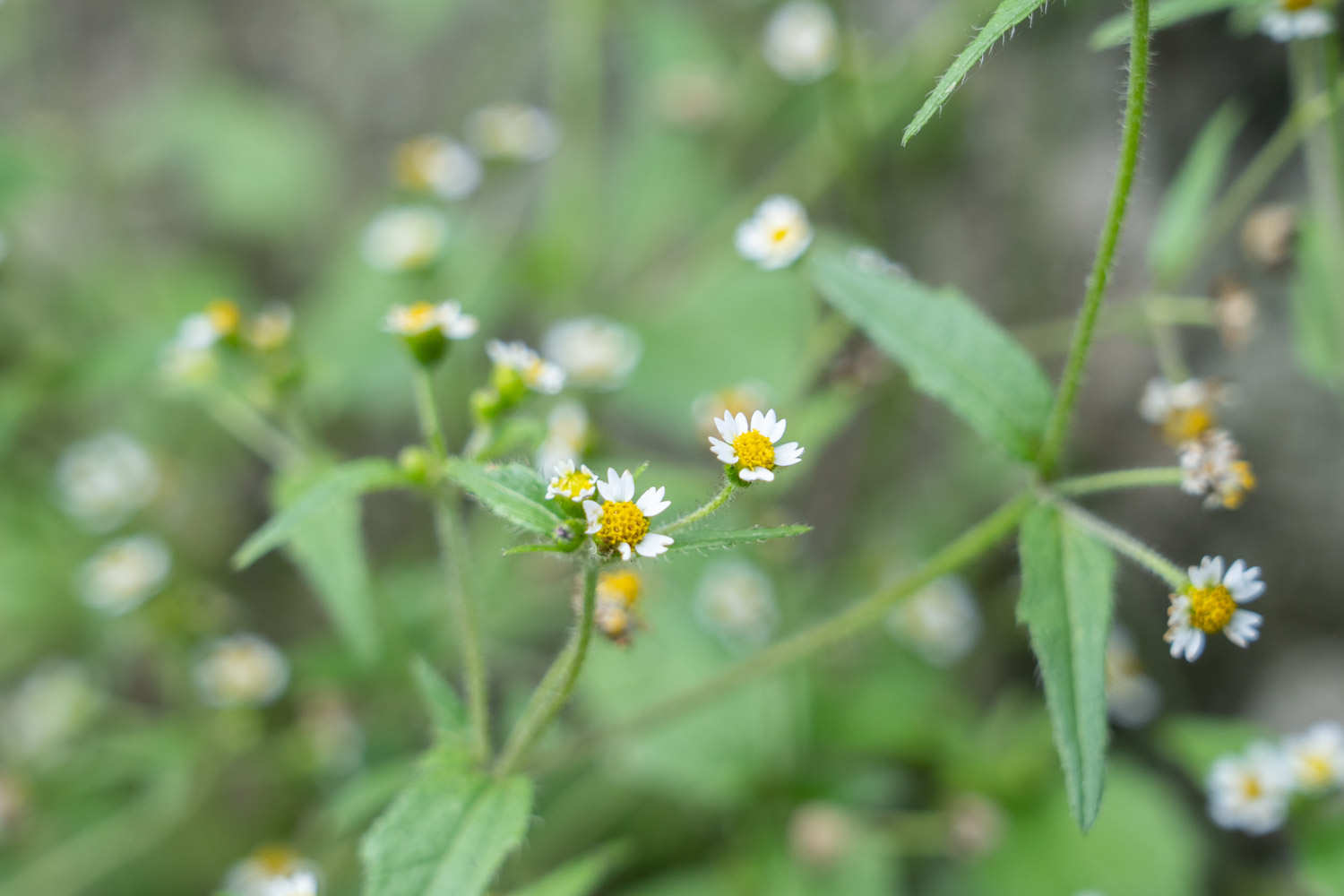 苍翠牛膝菊