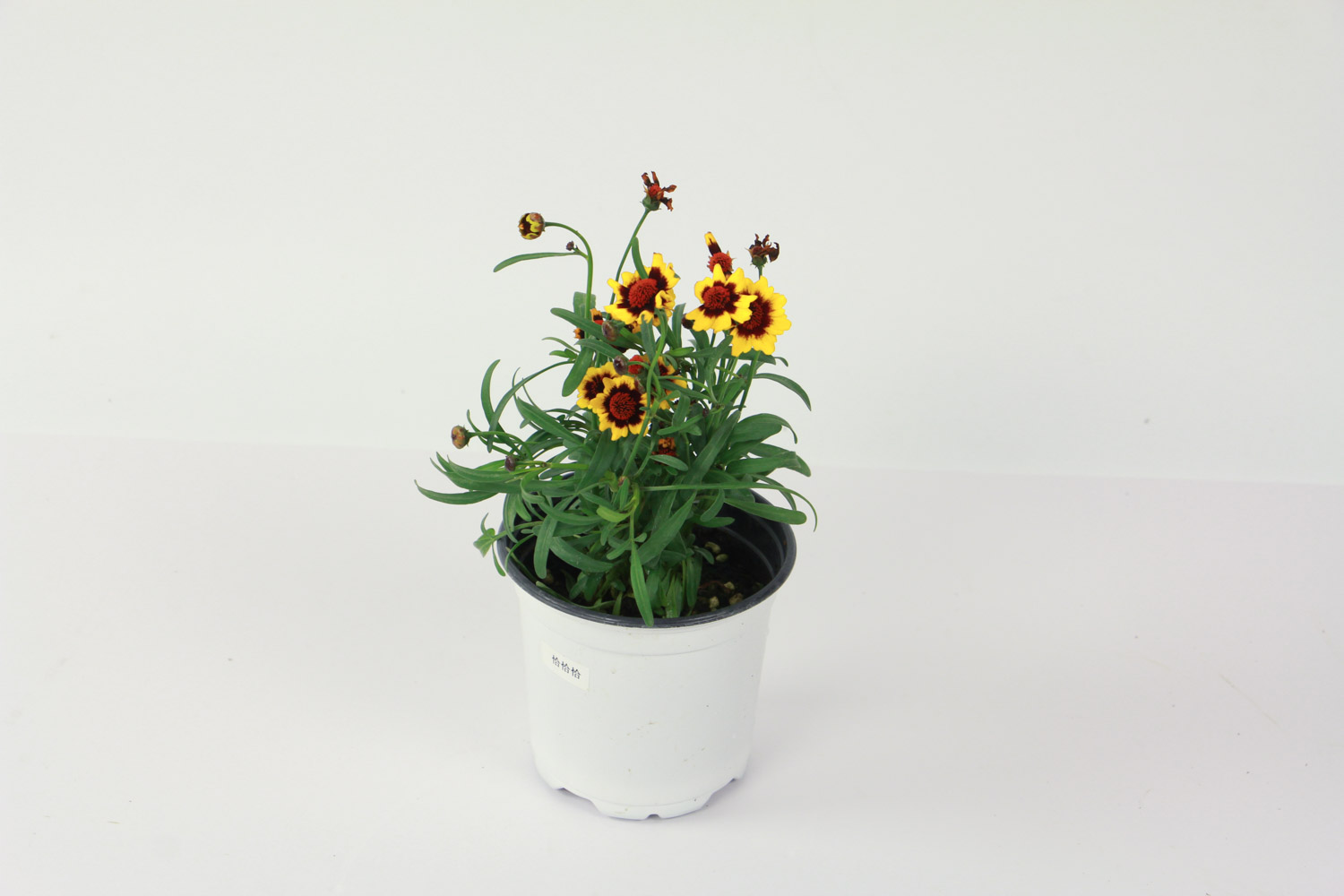 金鸡菊 金鸡菊