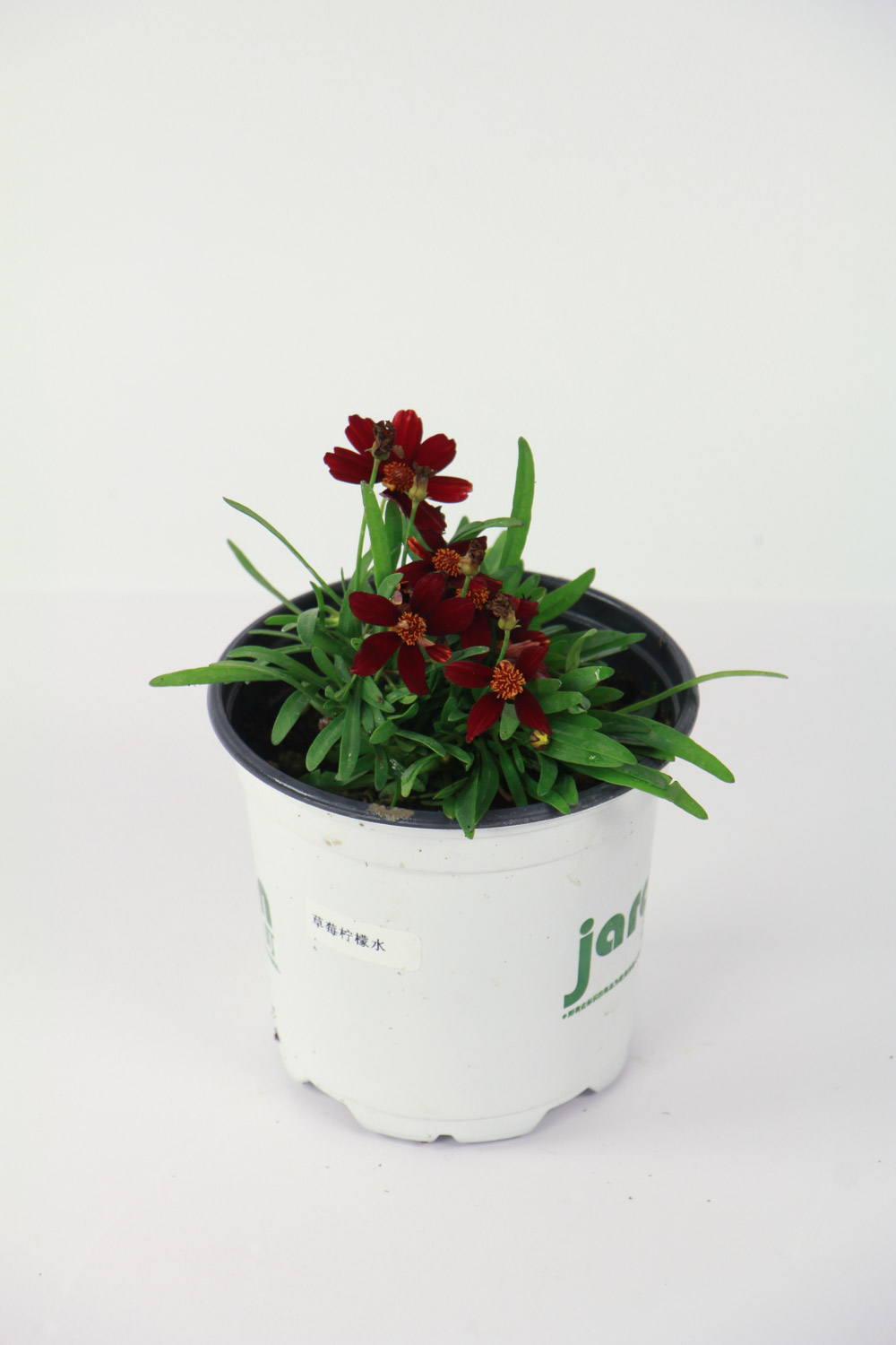 金鸡菊 金鸡菊