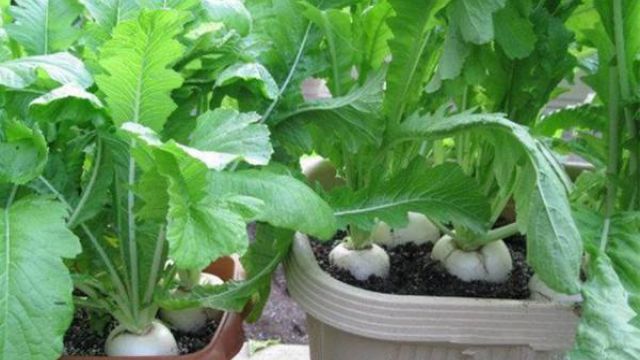 阳台萝卜菜的种植方法 阳台萝卜菜的种植方法
