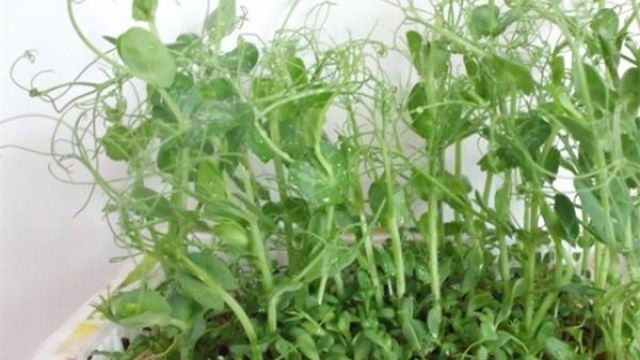 阳台豌豆的种植方法 阳台豌豆的种植方法