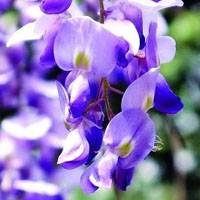 紫藤花