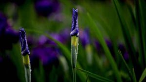 花菖蒲怎么修剪