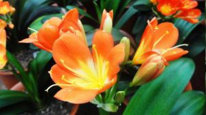 君子兰夏季的养护方法