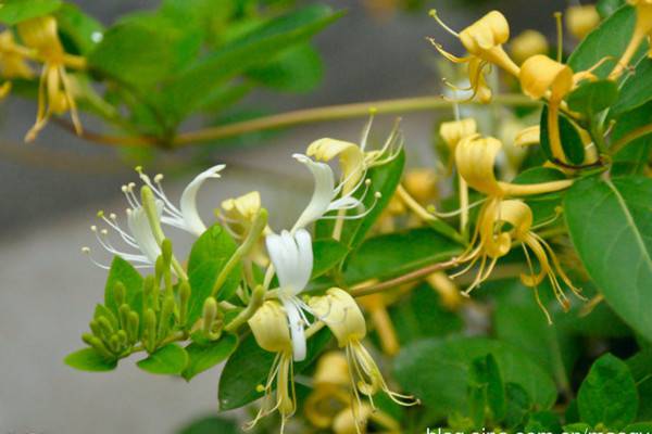 金银花与断肠草的区别 金银花与断肠草的区别