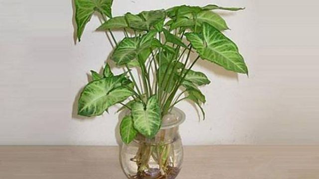 合果芋 | 适合客厅养的水养植物 合果芋 | 适合客厅养的水养植物