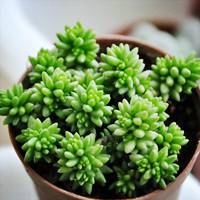 多肉植物白花小松怎么养